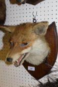 A stuffed and mounted Fox mask set on an oak shield shaped plaque