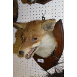 A stuffed and mounted Fox mask set on an oak shield shaped plaque
