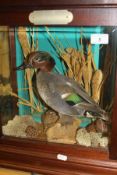 A stuffed and mounted Teal Drake in naturalistic setting and three sided glazed display case