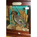 A stuffed and mounted Teal Drake in naturalistic setting and three sided glazed display case