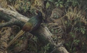 KEN TURNER (1926- ) "Melanistic cock pheasant and two hens amongst bracken and brambles", oil on