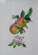 ROSANNE (ROSIE) SANDERS "Sunset", still life study of apple and blossom,