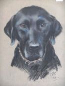 S J S "Head and shoulders of black Labrador" and "Head study of a Westie", a pair, pastels,