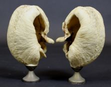 A pair of 19th Century whalebone ear drums raised on white metal pedestal stands,