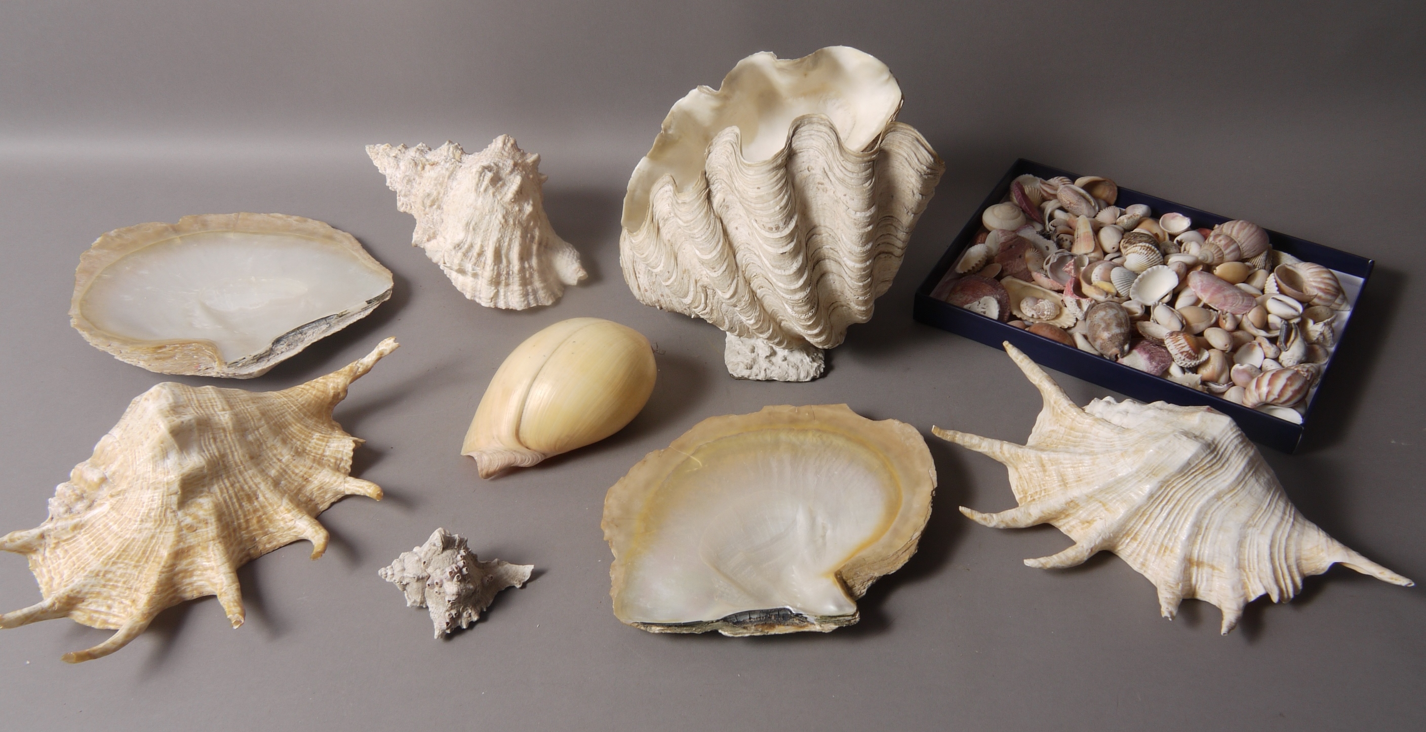 A COLLECTION OF SEA SHELLS including a large open Clam Shell, Melon Shell, - Image 2 of 2