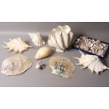 A COLLECTION OF SEA SHELLS including a large open Clam Shell, Melon Shell,