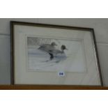 Philip Snow, Water Colour, Study Of A Pair Of Pintail Duck, Signed