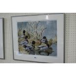 A Limited Edition Coloured Tryon Gallery Print By C F Tunnicliffe, Mallard Amongst Reeds, Signed And