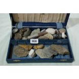 An Interesting Collection Of Mixed Fossils