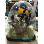 A Victorian Taxidermy Group Of Small Birds Under A Glass Dome