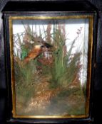 CASED BIRD: Preserved late Victorian Kingfisher in glazed bow front gilt lined case, blue backboard,