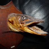 PIKES HEAD: Preserved pike's head on oak shield by Septimus Gardner, Grove Hill Road, Tonbridge