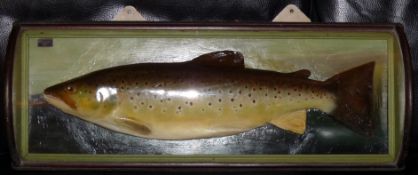 FISH: Malloch of Perth plaster cast trout in glazed barrel roll front wood case, 26"x9"x5",