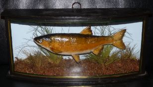 CASED FISH: Preserved Dace/bleak? Hybrid in glazed bow front gilt lined case, blue backboard,