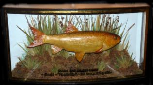 CASED FISH: Preserved Golden Orfe by Homer in gilt lined bow front case, fully reeded over gravel,