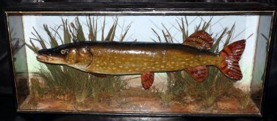 CASED FISH: Preserved Pike in flat front gold lined case, blue backboard, A W Gamage enamel label