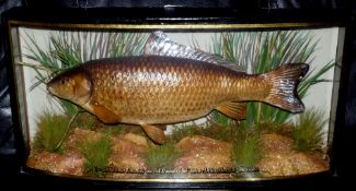 CASED FISH: Preserved Carp by Homer in gilt lined bow front case, green backboard, painted reeds,