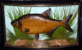 CASED FISH: Preserved Bream by Cooper? in glazed bow front gilt lined case, green backboard, fully