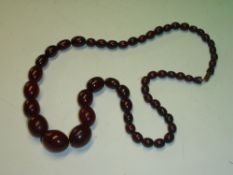An Amber Necklace of graduated beads. 75g gross