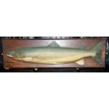 HARDY CARVED SALMON: Fine early Hardy half block carved wood salmon on bevel edge oak board, left