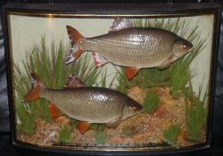 CASED FISH: Fine pair of Roach preserved by Homer of Forrest Gate London mounted in bow front glazed