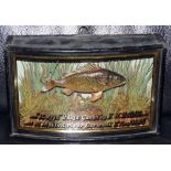 CASED FISH: Rare Homer preserved Ruffe mounted in  glazed bow front case, green backboard with