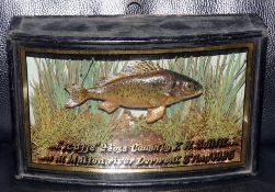 CASED FISH: Rare Homer preserved Ruffe mounted in  glazed bow front case, green backboard with