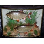 CASED FISH: Fine pair of Roach preserved by Homer of Forrest Gate London mounted in bow front glazed