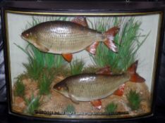 CASED FISH: Fine pair of Roach preserved by Homer of Forrest Gate London mounted in bow front glazed