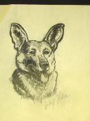 Attributed to Adolf Hitler 1889-1945 A study of a German Shepherd, possibly a likeness of Hitler's