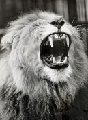 India The Gaping Jaws of Singh The Lion 1968 photograph a beautiful striking picture of the gaping