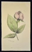 Adolf Hitler attributed watercolour dated 1910 a study of a rose, with signature and date to the