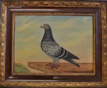 Early 1904 Racing Pigeon oil painting - English School study of Racing Pigeon titled "Old Favourite"