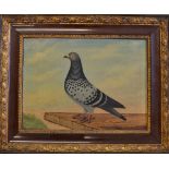 Early 1904 Racing Pigeon oil painting - English School study of Racing Pigeon titled "Old Favourite"