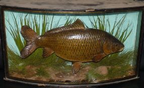 CASED FISH: Rarely seen Cooper Common carp in bow front gilt lined case, 23" x13" x7", green