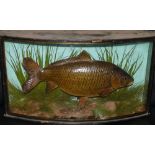 CASED FISH: Rarely seen Cooper Common carp in bow front gilt lined case, 23" x13" x7", green