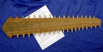 Common SawFish Rostrum or blade, 79cm long, 18 teeth on left, 20 teeth right, dates c early 1970s