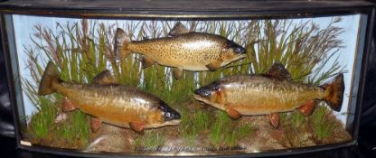 PERSERVED FISH: Rare early Cooper of London mixed species case, pair of brook trout and 1 brown