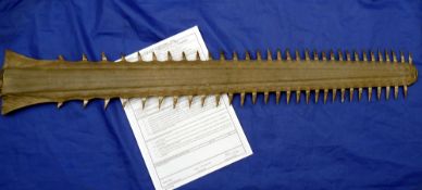 Green SawFish Rostrum or blade, 88cm long, 32 teeth on left, 29 teeth right, dates c early 1970s