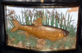 CASED FISH: An early Cooper? Preserved roach in bow front gilt lined case, 19" x12" x6" blue