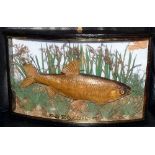 CASED FISH: An early Cooper? Preserved roach in bow front gilt lined case, 19" x12" x6" blue