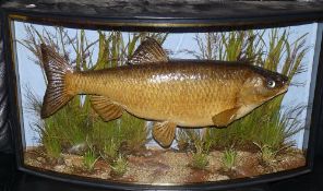 PRESERVED FISH: An early Cooper  preserved large chub in glazed bow front gilt lined case, 25"