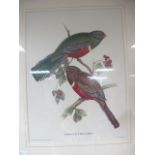 STUDY OF TROPICAL BIRDS
Coloured Prints
A Pair
49cm x 39cm