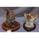 Two examples of late Victorian Taxidermy, a grey squirrel under glass dome and a foxes head