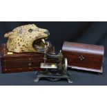 A taxidermy leopard's head, rosewood writing slope and dome box, together with a child's hand-