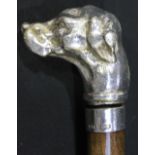 A walking stick with silver collar and white metal cast head of a Pointer dog.