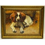 Samuel Fulton 1845-1941, an oil painting on board a recumbent Springer spaniel, signed. 9.75in (