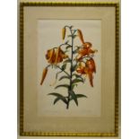 Eight Redoute coloured botanical prints of flowers engraved by Phillippeaux. 20.75in (53cm) x 13.