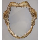 A pair of shark's jaws,