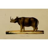 A quantity of 19th Century Belgian coloured lithographs of natural history subjects after